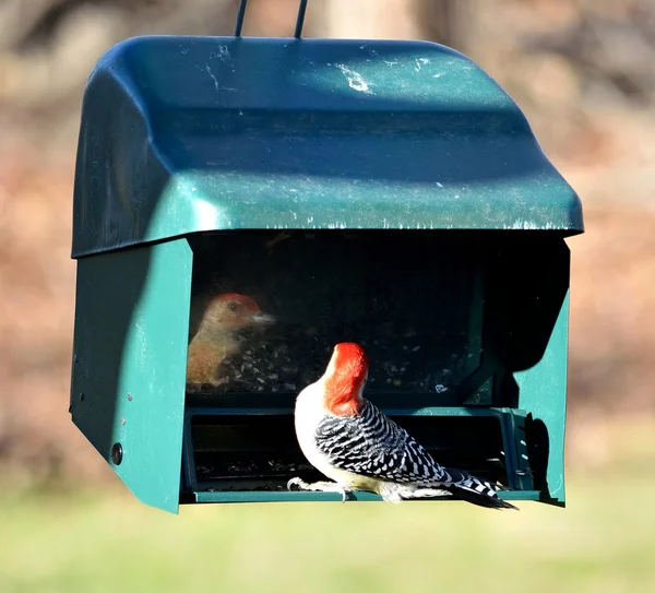 Red-bellied woodpecker — Stock Photo, Image