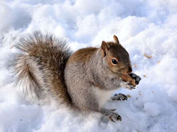 Squirrel — Stock Photo, Image