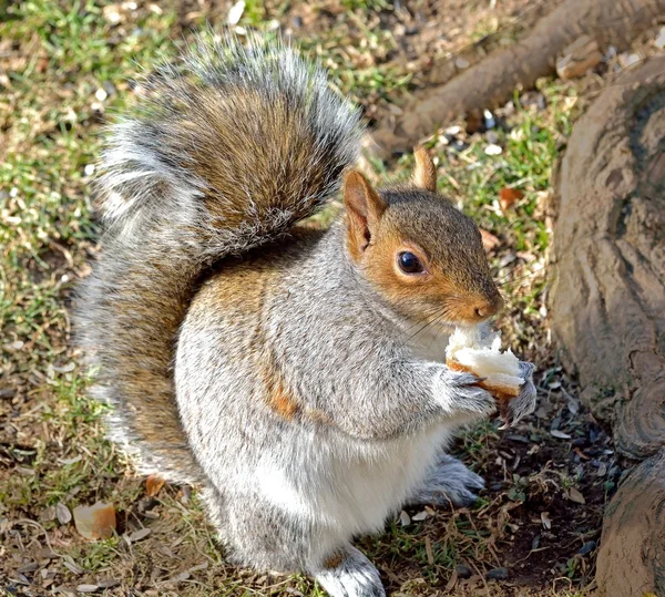 Squirrel — Stock Photo, Image