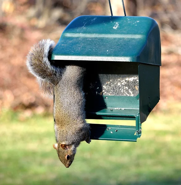 Eichhörnchen — Stockfoto