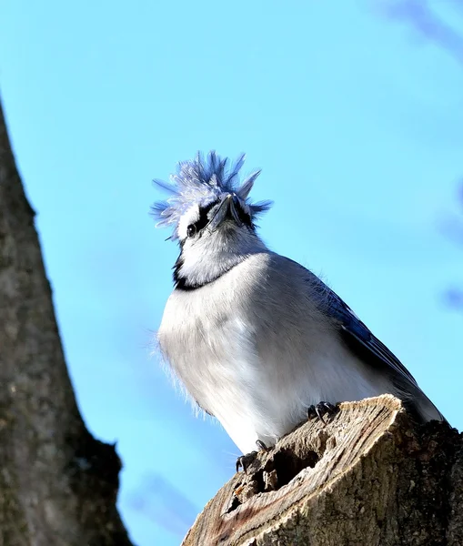 Blue jay Rechtenvrije Stockfoto's