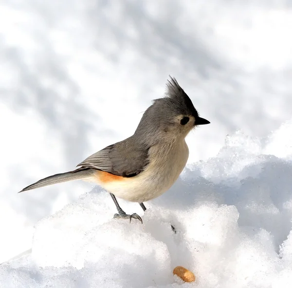 Tufted Titmouse — Stock Photo, Image