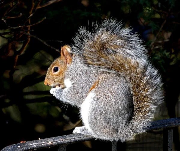 Squirrel — Stock Photo, Image