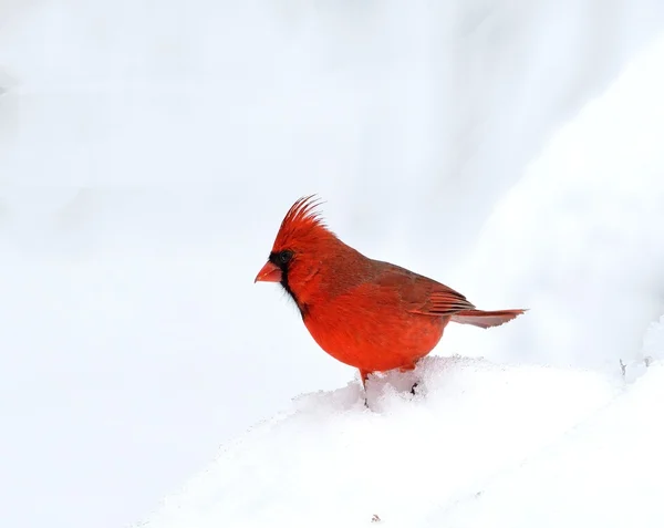 Northern cardinal — Stock Photo, Image