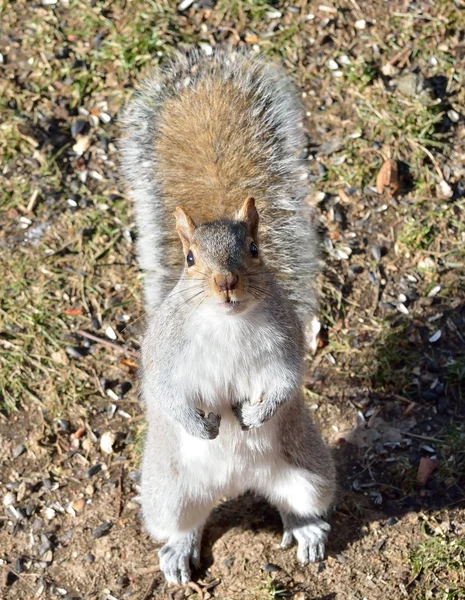 Squirrel — Stock Photo, Image