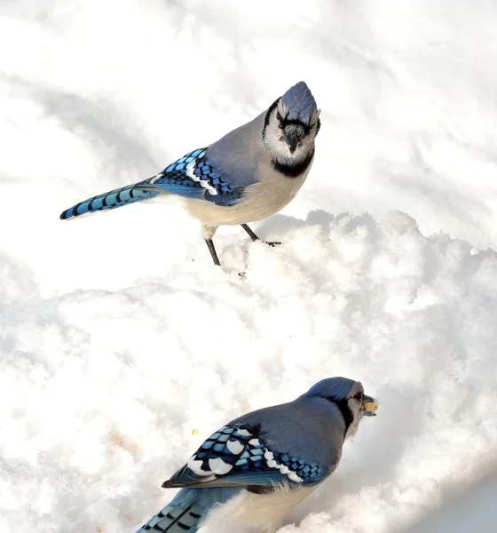 Blue jay — Stock Photo, Image