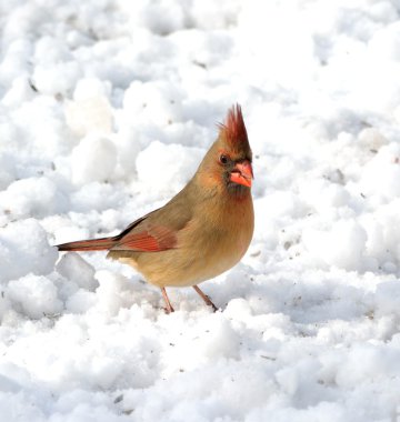 kadın Kuzey Kardinal