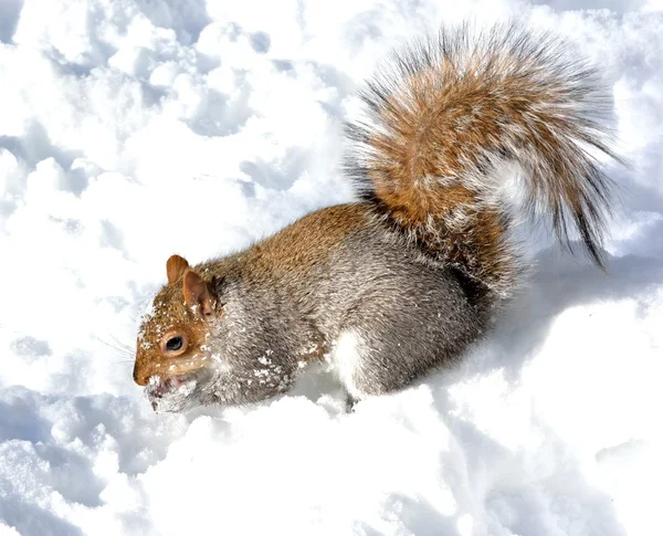 Eichhörnchen — Stockfoto