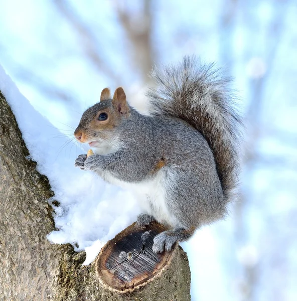 Squirrel — Stock Photo, Image