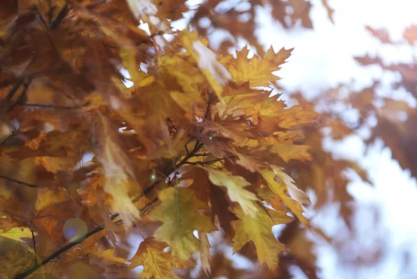 Folhas castanhas — Fotografia de Stock