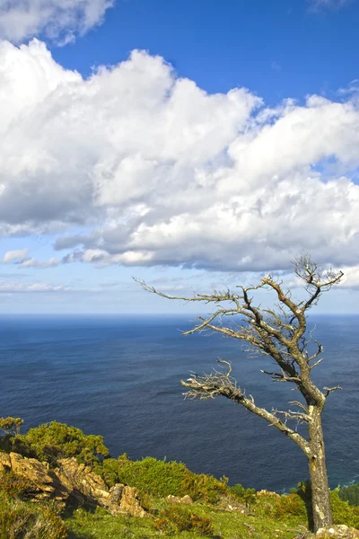 Baum allein an der Küste — Stockfoto