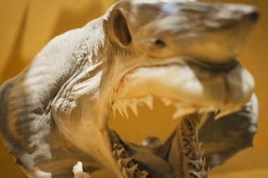 köpek balığı kafası 