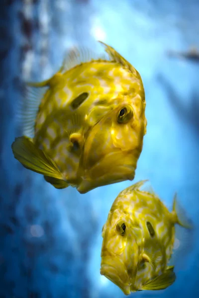 Gele fish — Stockfoto