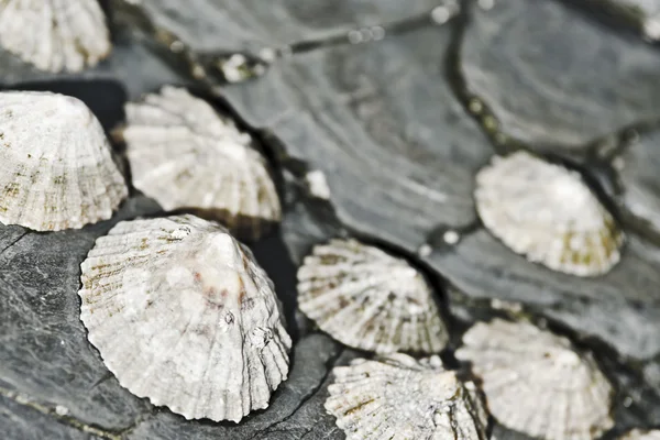 Cáscaras de mar sobre rocas — Foto de Stock