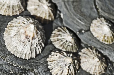 Seashells on rocks clipart