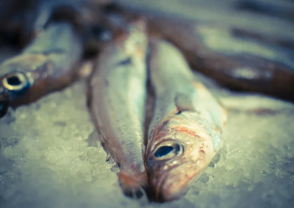 Frischer Fisch — Stockfoto