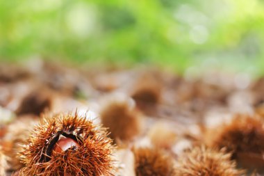 Kestane ve sonbahar yaprakları