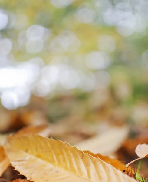 Hojas de otoño — Foto de Stock