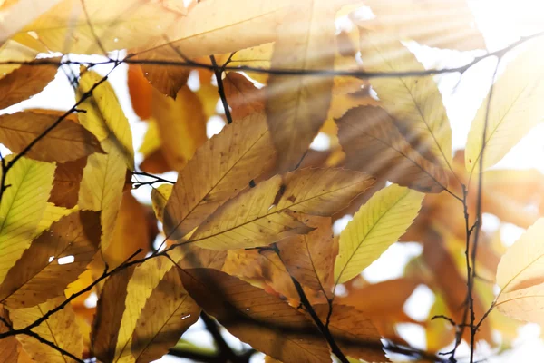 Folhas de Outono — Fotografia de Stock