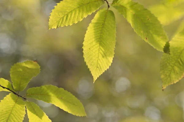 Herfst achtergrond — Stockfoto