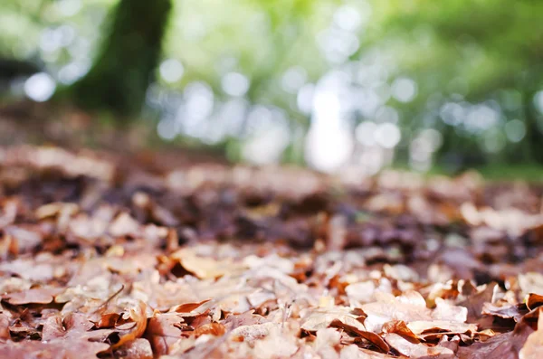 Hojas de otoño — Foto de Stock