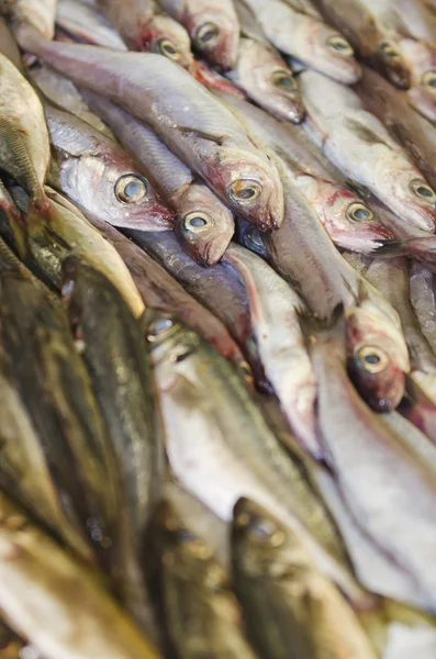 Frischer Fisch — Stockfoto