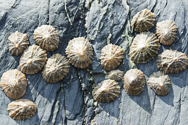 Seashells on rocks — Stock Photo, Image