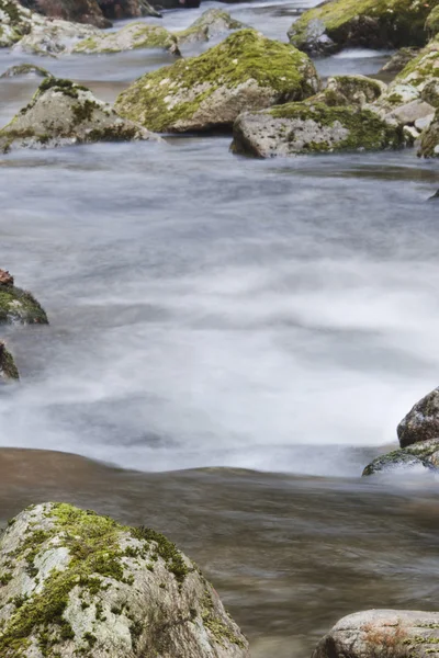 Forest stream — Stock Photo, Image