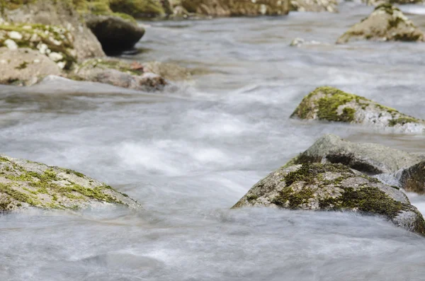 Flusso forestale — Foto Stock