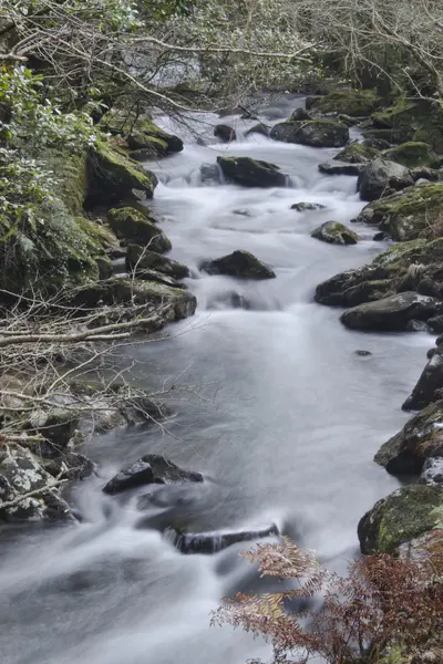 Forest stream — Stock Photo, Image