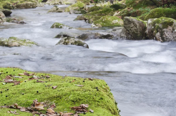 Waldbach — Stockfoto