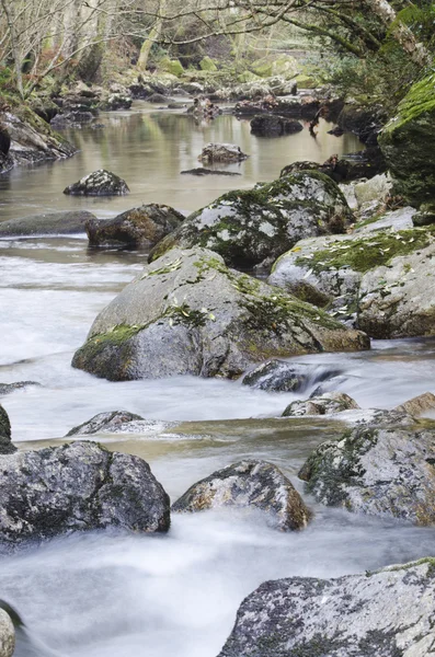 Forest stream — Stock Photo, Image