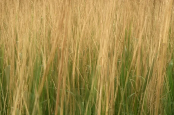 Herbe sèche abstraite — Photo