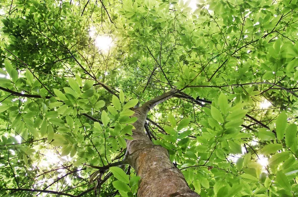 Groene boom — Stockfoto