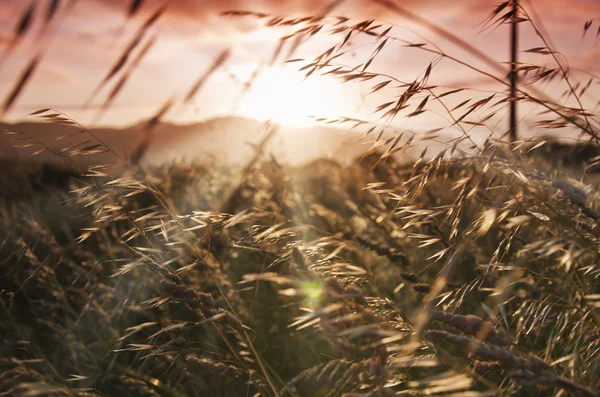 Campo di primavera — Foto Stock