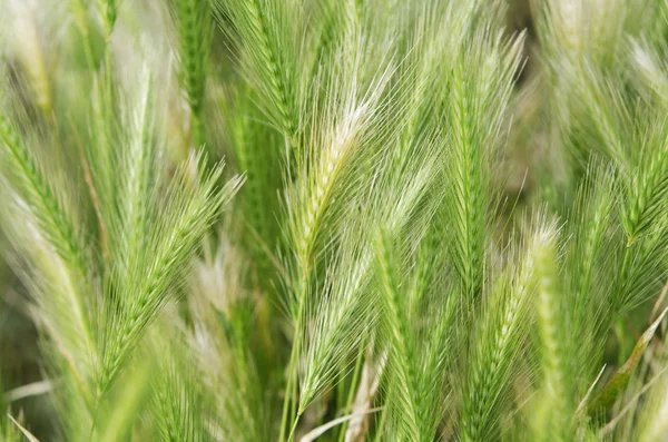 Wildflower background — Stock Photo, Image