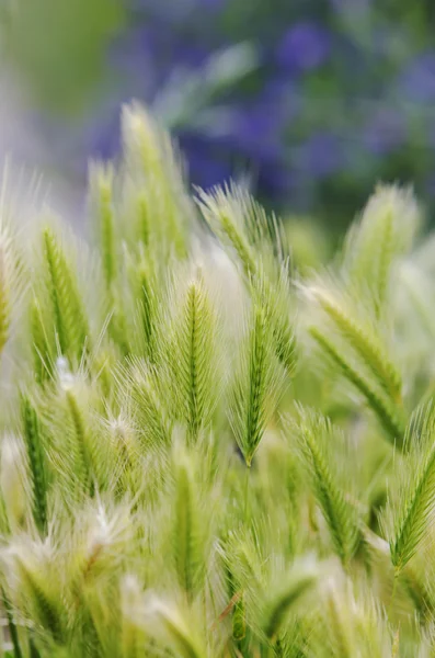 Sfondo di fiori selvatici — Foto Stock