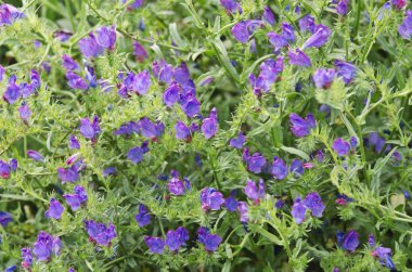 kır çiçeği arka plan