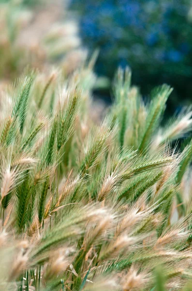 Sfondo di fiori selvatici — Foto Stock