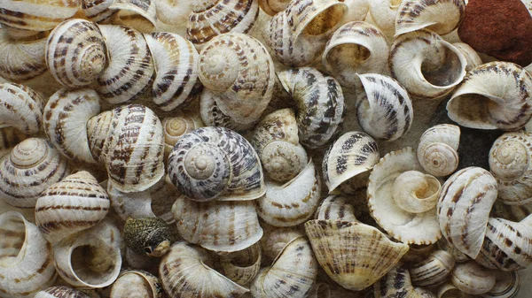 Marine shells — Stock Photo, Image