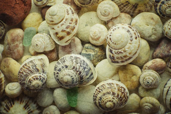 Meeresmuscheln — Stockfoto