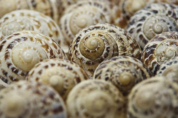 Marine shells — Stock Photo, Image