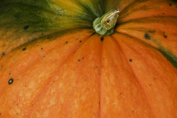 Calabaza —  Fotos de Stock