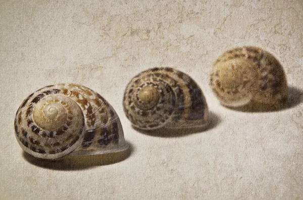 Marine shells — Stock Photo, Image