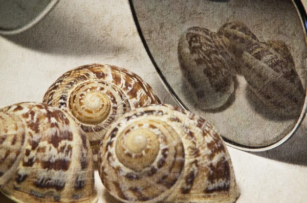 Mariene schelpen — Stockfoto