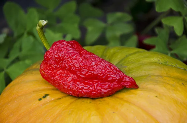 Röd paprika på pumpa — Stockfoto