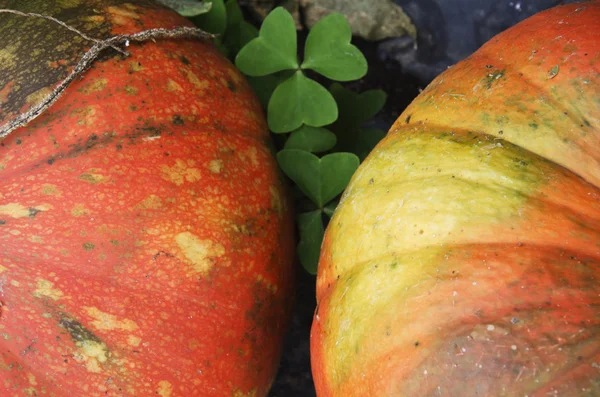 Pumpkin — Stock Photo, Image