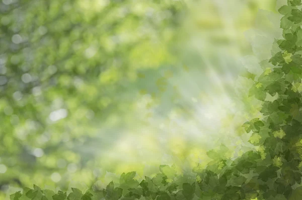 Höstens bakgrund — Stockfoto