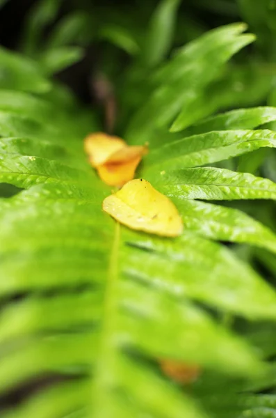 Close-up van een blad fern — Stockfoto