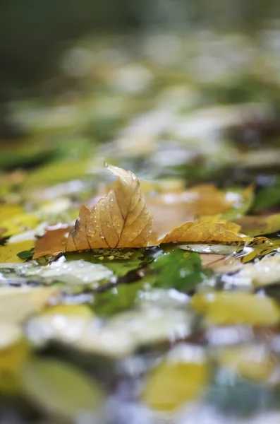 Folhas na lagoa — Fotografia de Stock